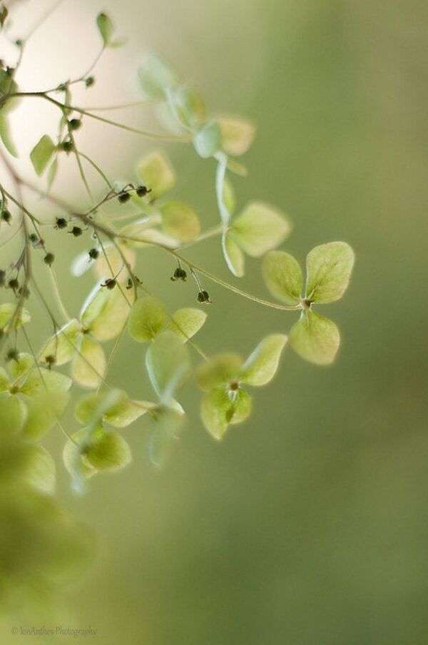 Jemné kvety a zelené rastliny v prirodzenom dennom svetle